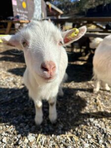 séjour trappeur chevre