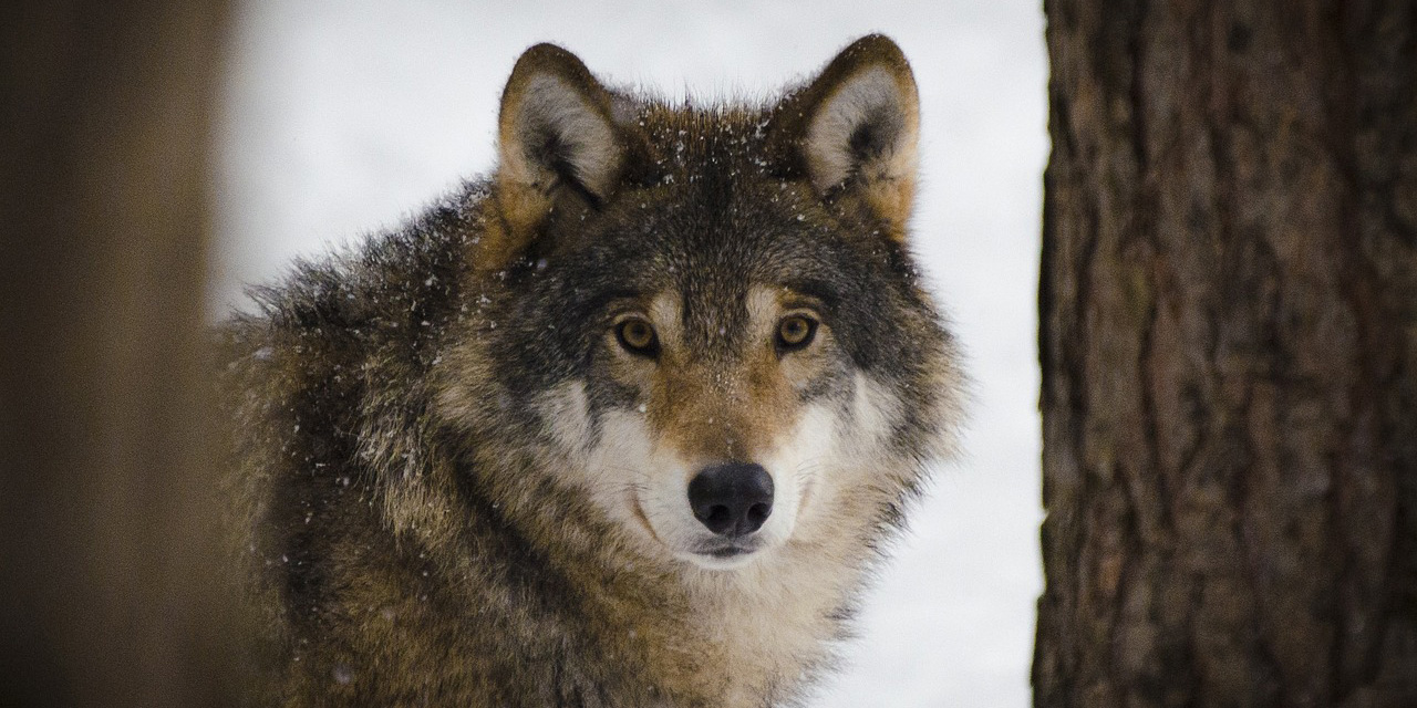 image loup dans la foret